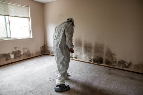 Trusted Eden Prairie, MN Mold Inspection, Removal & Remediation Experts